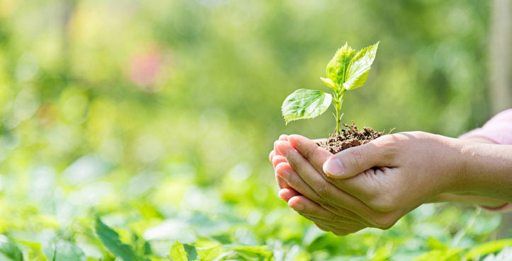 Medio ambiente: qué es, definición, características, cuidado y carteles